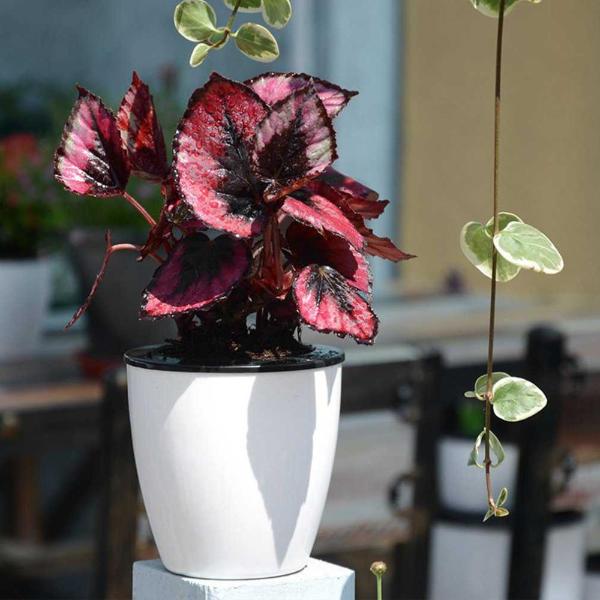 LushGardens™ Self-Watering Pot