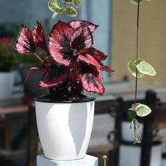 LushGardens™ Self-Watering Pot
