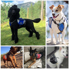 HappyPaws™ Backpack Harness