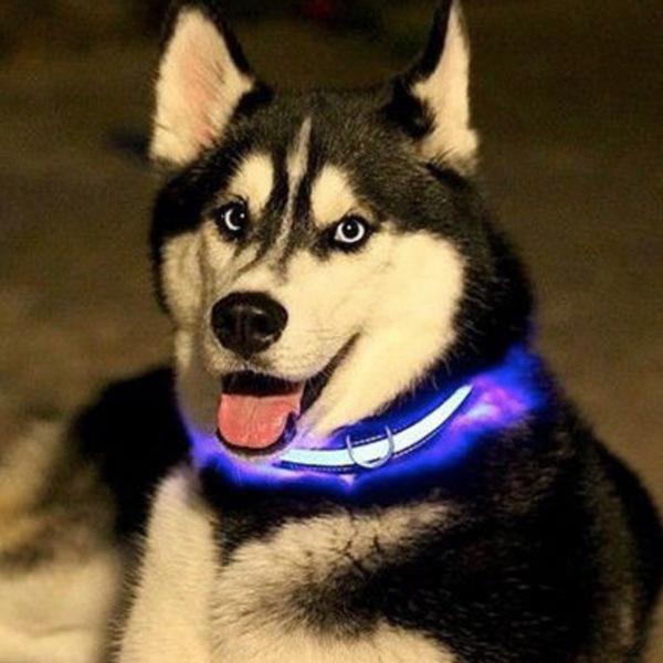 Dog LED Collar