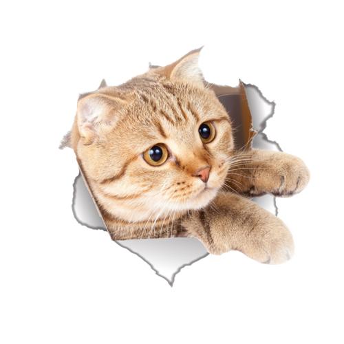 Cat Sticker Decal