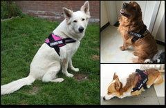 HappyPaws™ Reflective Service Dog Harness