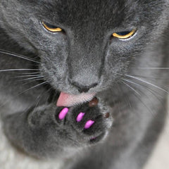 Purrfect™ Claw Caps