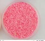 Glow in the Dark Sand